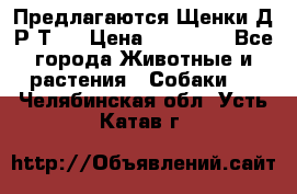 Предлагаются Щенки Д.Р.Т.  › Цена ­ 15 000 - Все города Животные и растения » Собаки   . Челябинская обл.,Усть-Катав г.